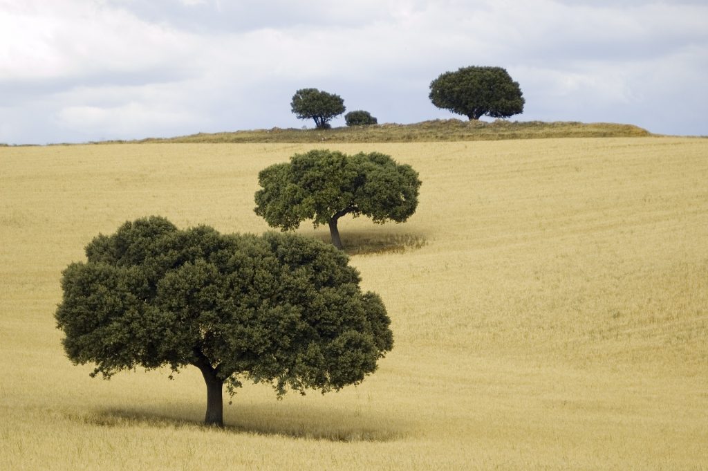 Castilla La Mancha