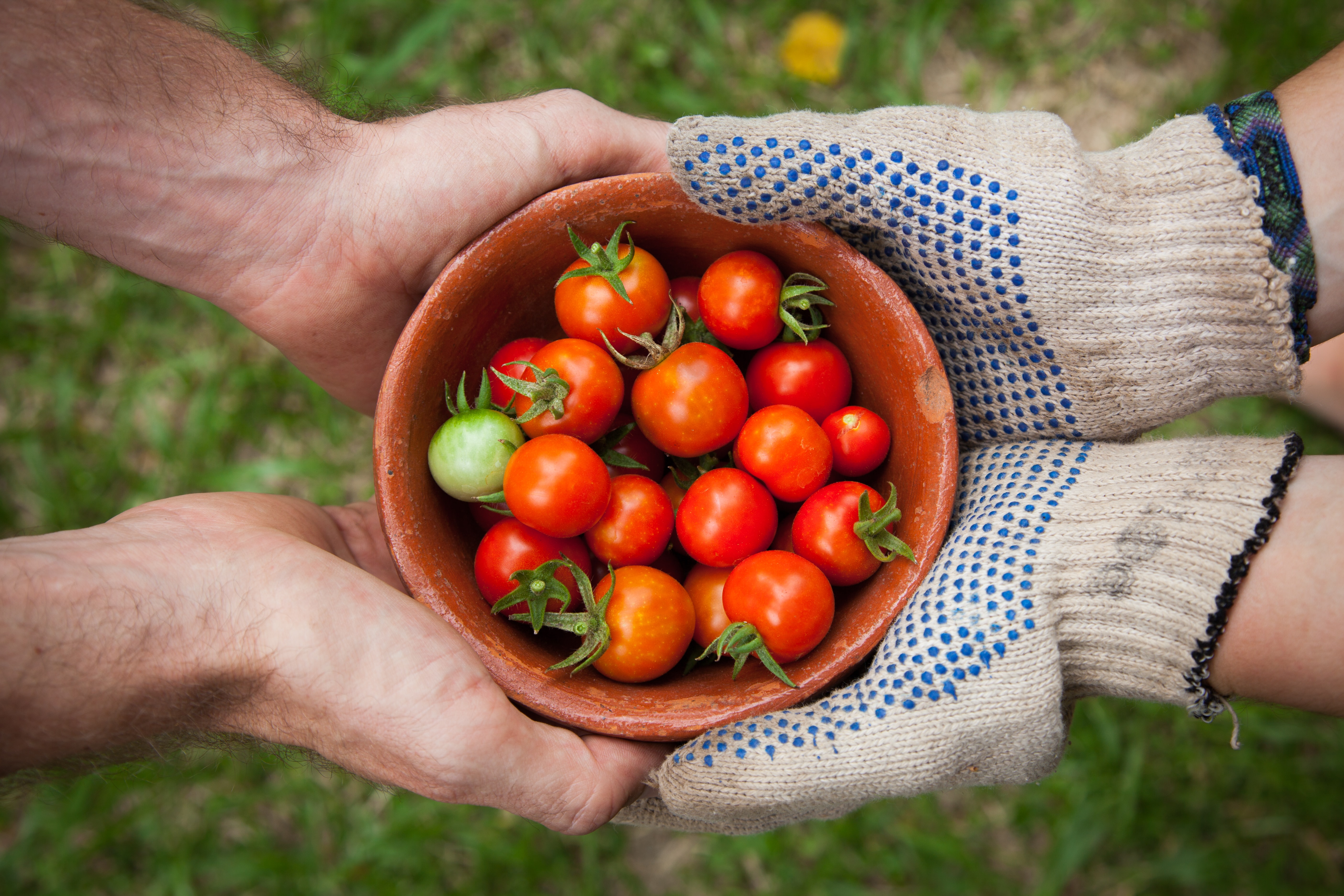 alimentos ecológicos